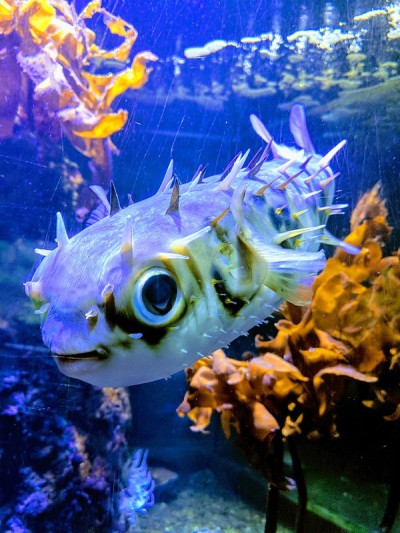 鱼在水族馆