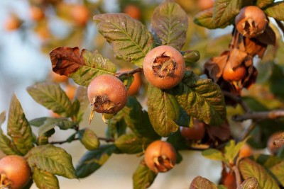 Mespilus germanica， Crataegus germanica， medlar， M