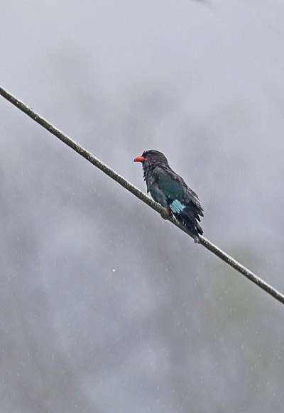 东方Dollarbird