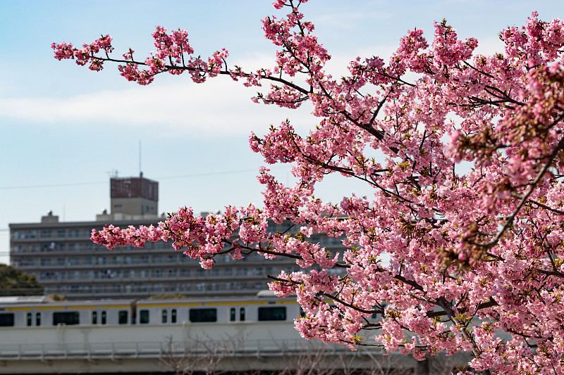 日本东京江户川市，老中川河平井的川崎樱花