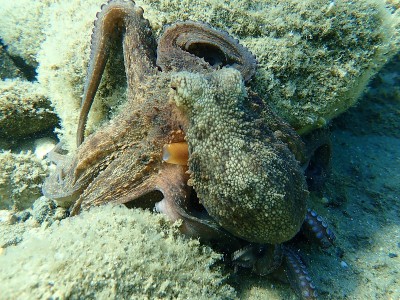 普通章鱼(octopus vulgaris)狩猎