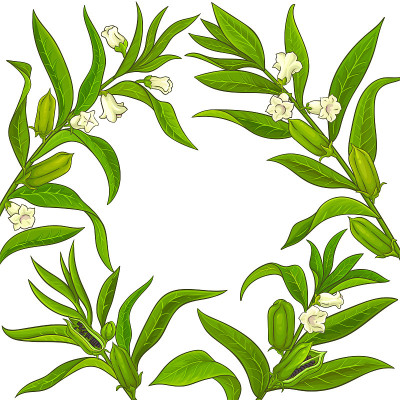 芝麻矢量框架