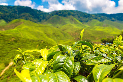 卡梅伦高地。美丽的茶园