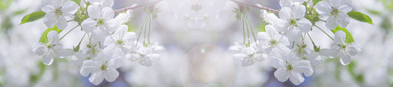 前端春天樱花在一个阳光明媚的日子