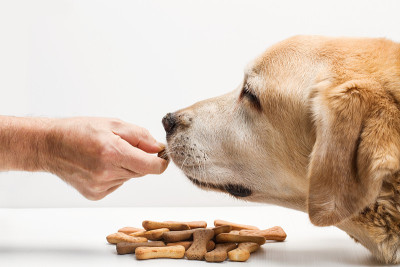 拉布拉多猎犬吃狗