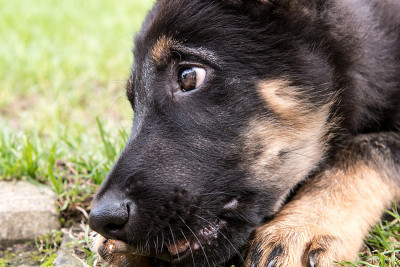德国牧羊犬小狗的脸。
