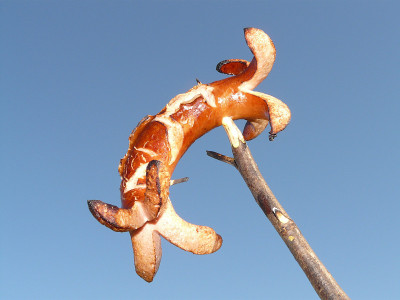 香肠