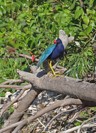 美国紫色Gallinule