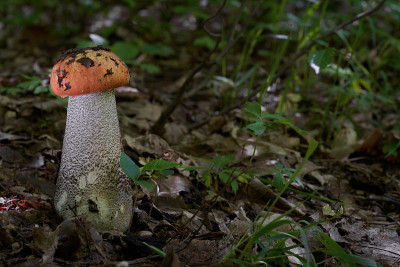 红白两色食用蘑菇，生长在桦树林中。也被称为牛肝菌或桔桦木bolete。自然环境。