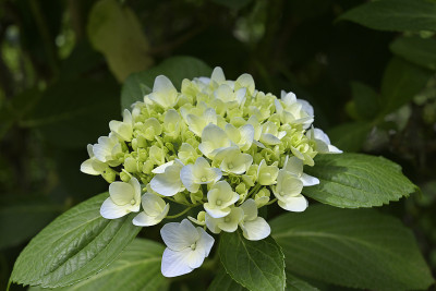 绣球花盛开在东京，Kodaira，日本(2021年)