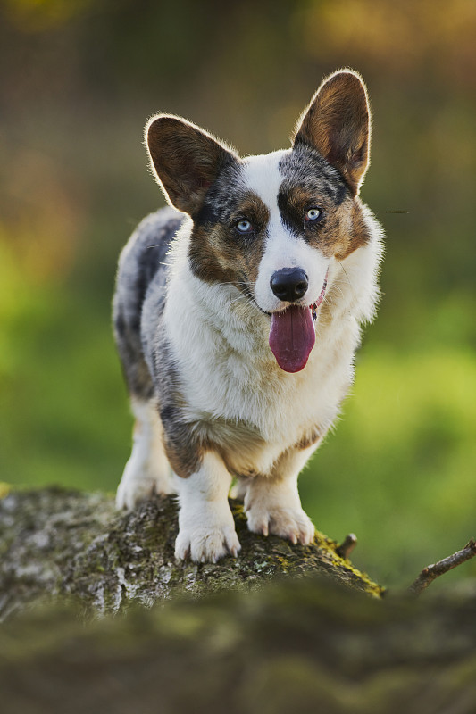 卡迪根威尔士柯基犬