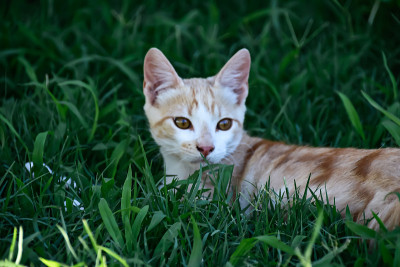 小猫