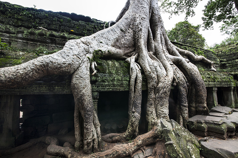 Ta Prohm(古墓丽影寺)在吴哥，柬埔寨。联合国教科文组织网站。