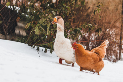 俄罗斯农场里的家红母鸡在雪地里散步。