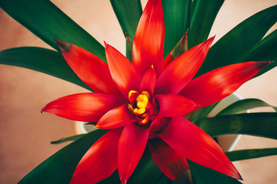 Bromelia Guzmania室内植物。