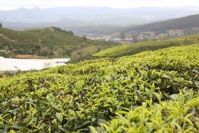 越南茶叶种植区
