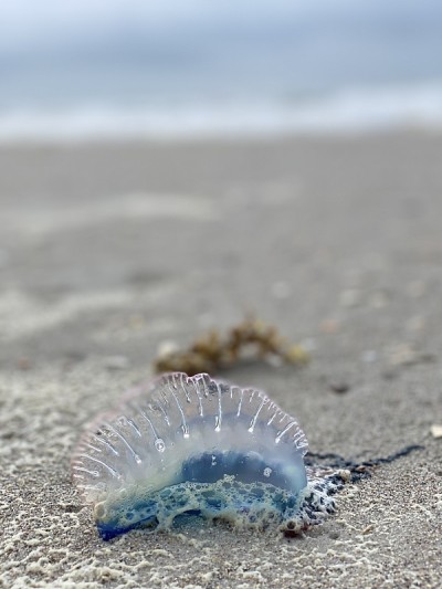 五颜六色的葡萄牙海蜇