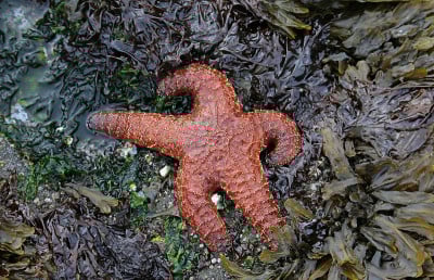 赭色海星