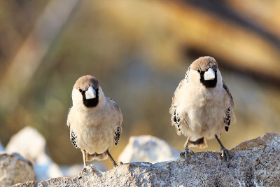 社交Weaver (Philetairus socius) -纳米比亚非洲