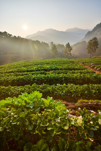 早上的草莓农场在Doi Ang Khang，泰国