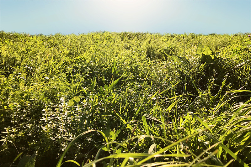 背光野生草地草和草本植物。生态、环境和农耕理念。