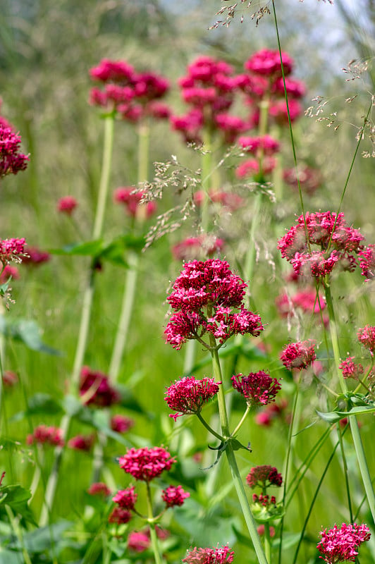 Centranthus ruanthus是一种开花植物，花呈鲜红色，茎和叶呈绿色，是观赏花