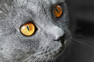英国短毛猫细节