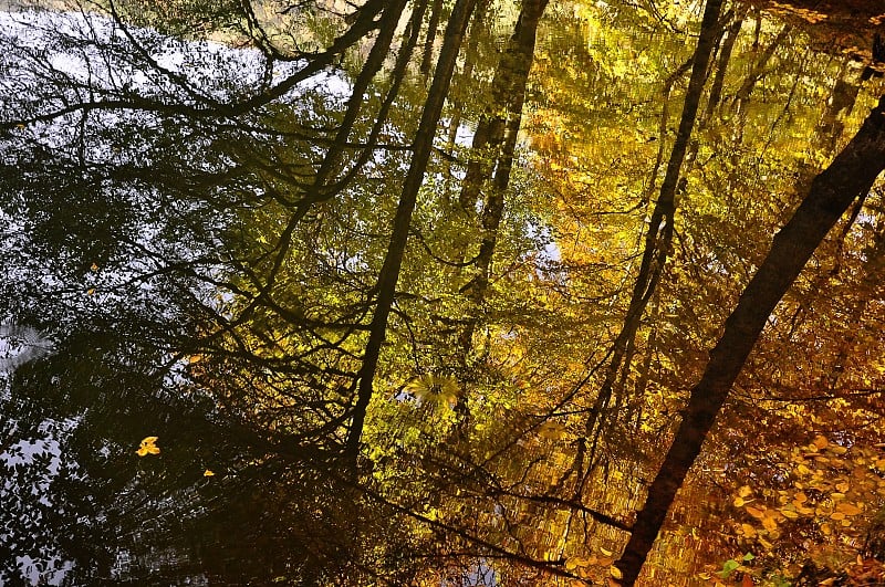 秋天的森林树木景象在阿塔图尔克植物园。