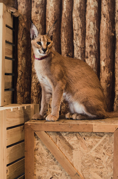 狞猫的猫