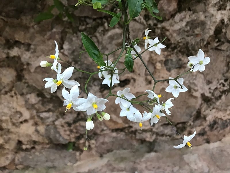 Valldemossa村庄。巴利阿里群岛。西班牙。