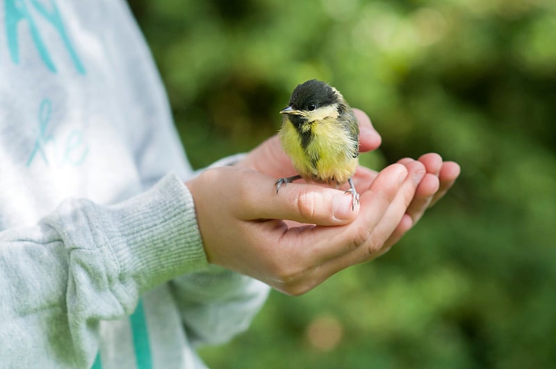 小大山雀(Parus major)在孩子的手中