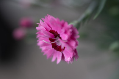 鲜花- 2021年5月-第一批