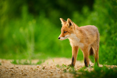 赤狐幼崽，Vulpes Vulpes