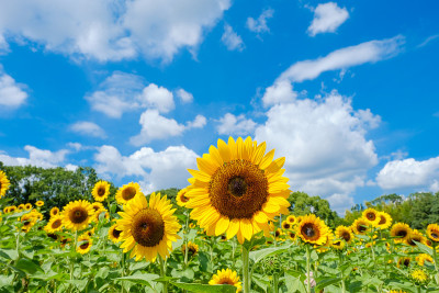 夏日天空和向日葵田