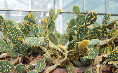 植物园中的兔耳仙人掌或小仙人掌