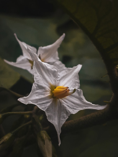 石南花