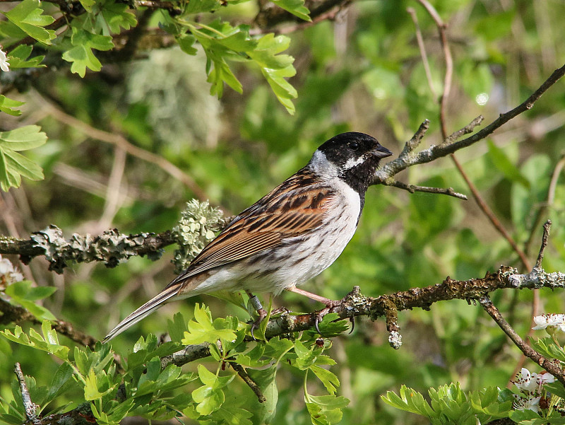 汉普郡蒂奇菲尔德的雄性芦苇Bunting