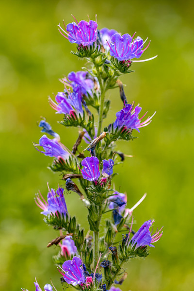 野槐花，大槐花