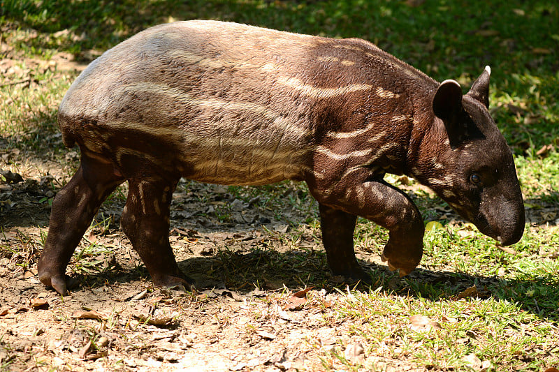 可爱的马来小貘(Tapirus indicus)