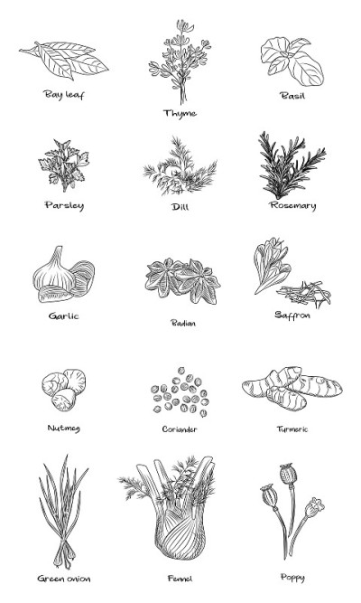 一套烹饪香草。茴香，葱，姜黄，香菜，肉豆蔻，藏红花，巴甸，迷迭香，莳萝，欧芹，罗勒。