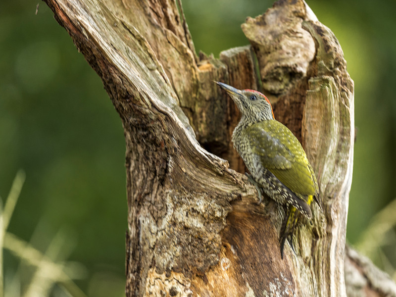 幼欧洲绿啄木鸟(Picus viridis)