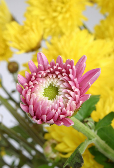菊花芽宏