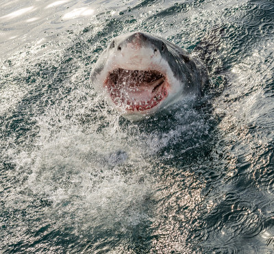大白鲨张开嘴露出水面。学名:Carcharodon carcharias。南非,
