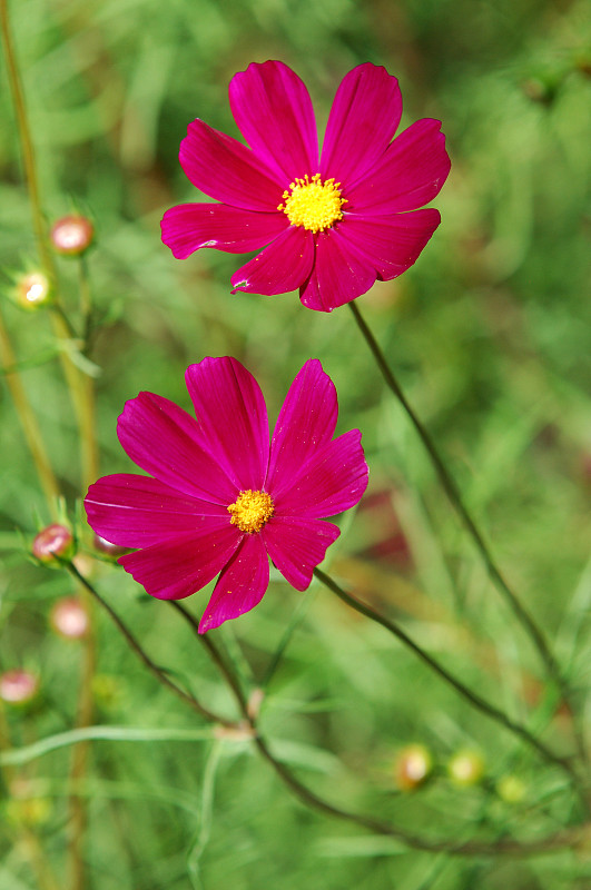 花
