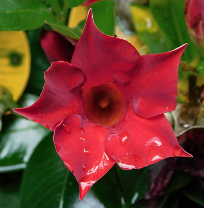 红色Mandevilla。红色的花