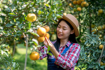 农业收获种植理念，亚洲女性园丁有机橙，农民的幸福。