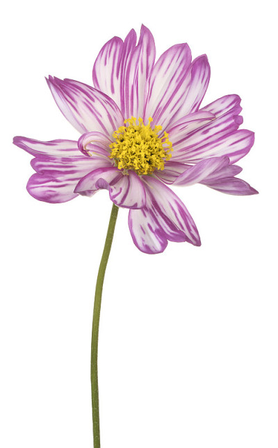 花孤立
