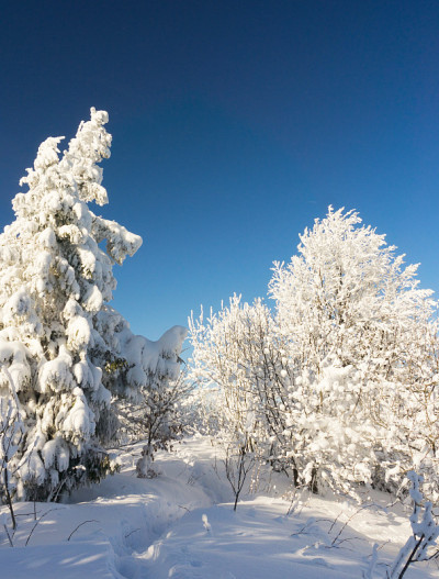 冬季森林的树木在山顶覆盖着新鲜的雪。晴朗的天气和蓝天。小道上山。