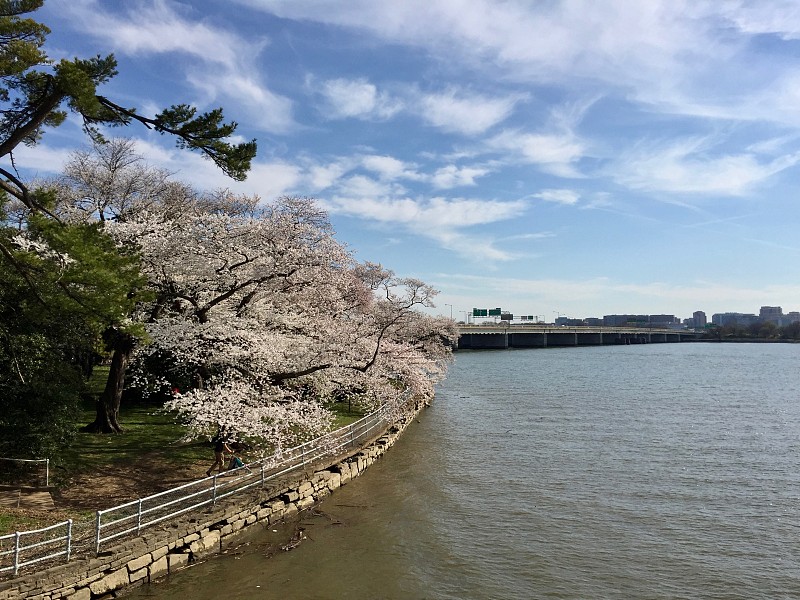 美国生活/樱花。水边樱花盛开。