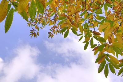 秋叶与天空